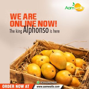 alphonso mango ratnagiri, alphonso mango price, buy devgad mangoes, 