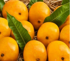 alphonso mango price per kg