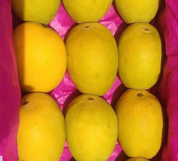 Skin colour of Alphonso mangoes, 