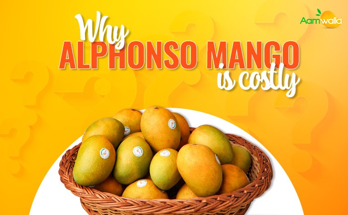 Reasons why Alphonso mangoes are expensive