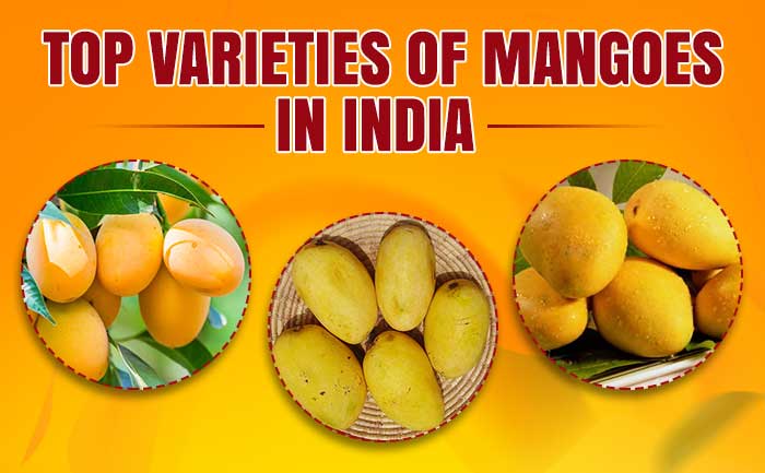 varieties of mangoes, types of mangoes with pictures,