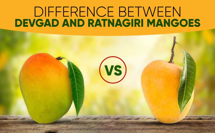 devgad mangoes, ratnagiri mangoes, hapus alphonso, alphonso mangoes,