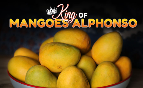alphonso mangoes, king of mangoes alphonso,