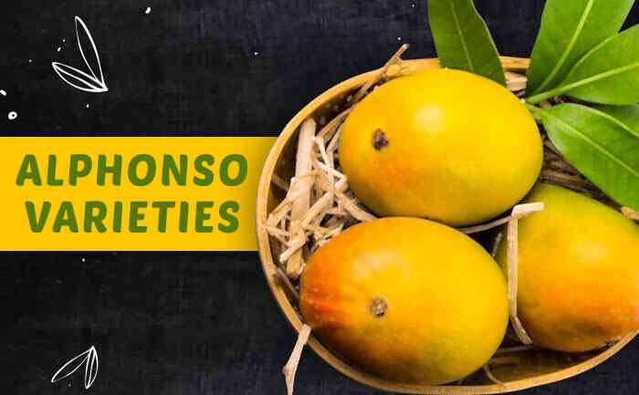 alphonso mangoes, devgad alphonso mangoes, alphonso mangoes varieties,