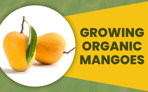 organic mangoes online, benefits of organic mangoes, buy farm fresh mangoes online,