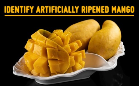 identify artificially ripened mangoes, organic mangoes online, farm fresh mangoes,
