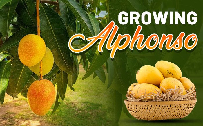 how long does it take to grow alphonso mangoes,