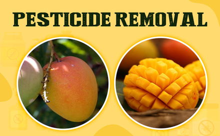 remove pesticides from mangoes, buy mangoes online, aamwalla,