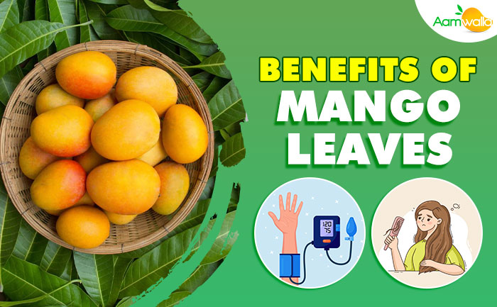 benefits of mango leaves,